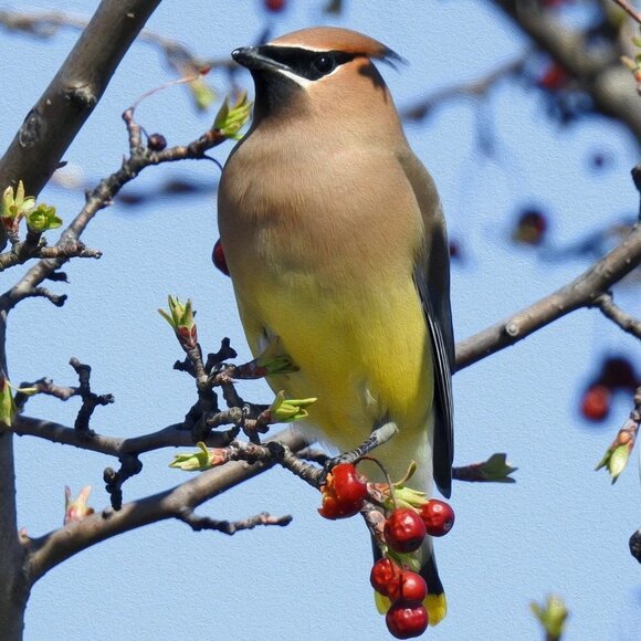 8x10 Cedar Waxwing Bird Photography Print Nature Photography - Picture 2 of 3